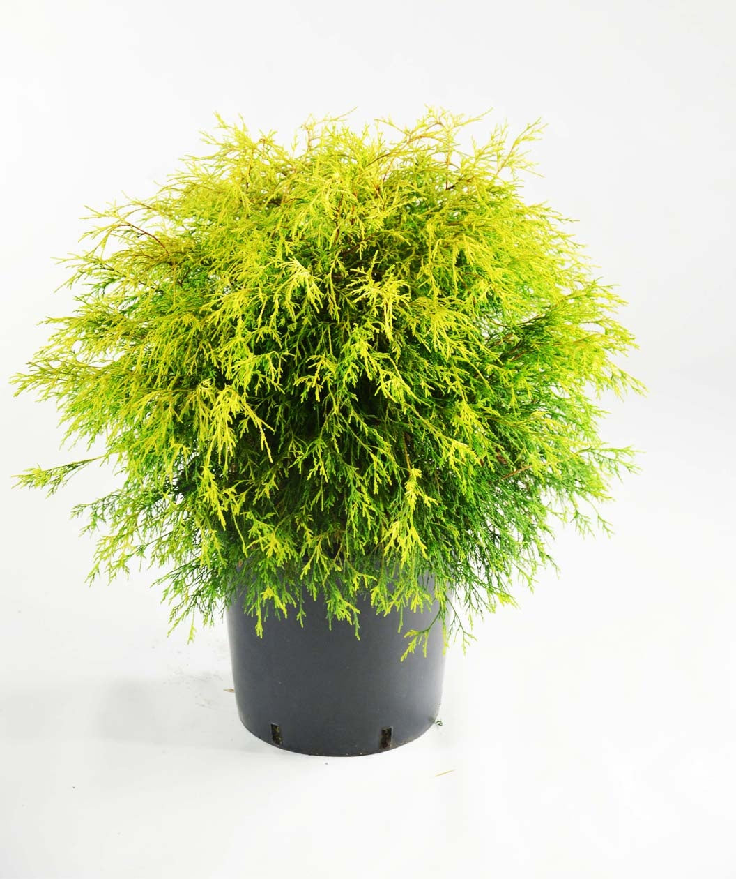 Gold Mop Falsecypress in a black grower pot covered in the bright yellow to lime green foliage on white