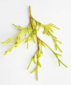 A close up of the Gold Mop Falsecypress yellow foliage on white