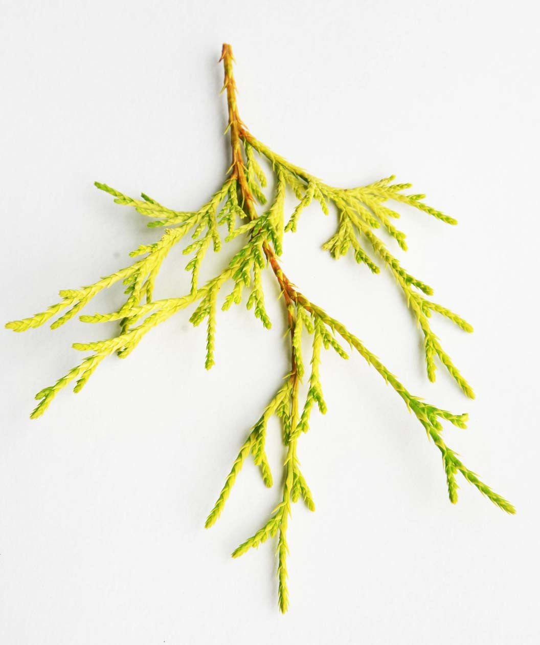 A close up of the Gold Mop Falsecypress yellow foliage on white