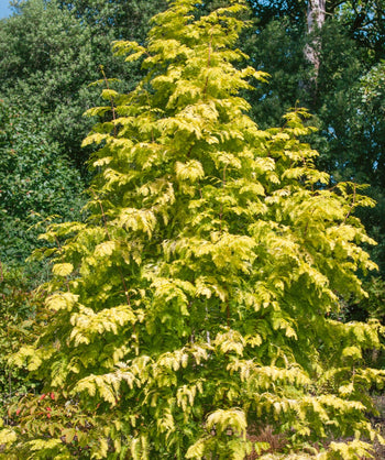 A Gold Rush Dawn Redwood tree planted in a landscape, covered in the bright gold-yellow outer foliage and the inner green needles