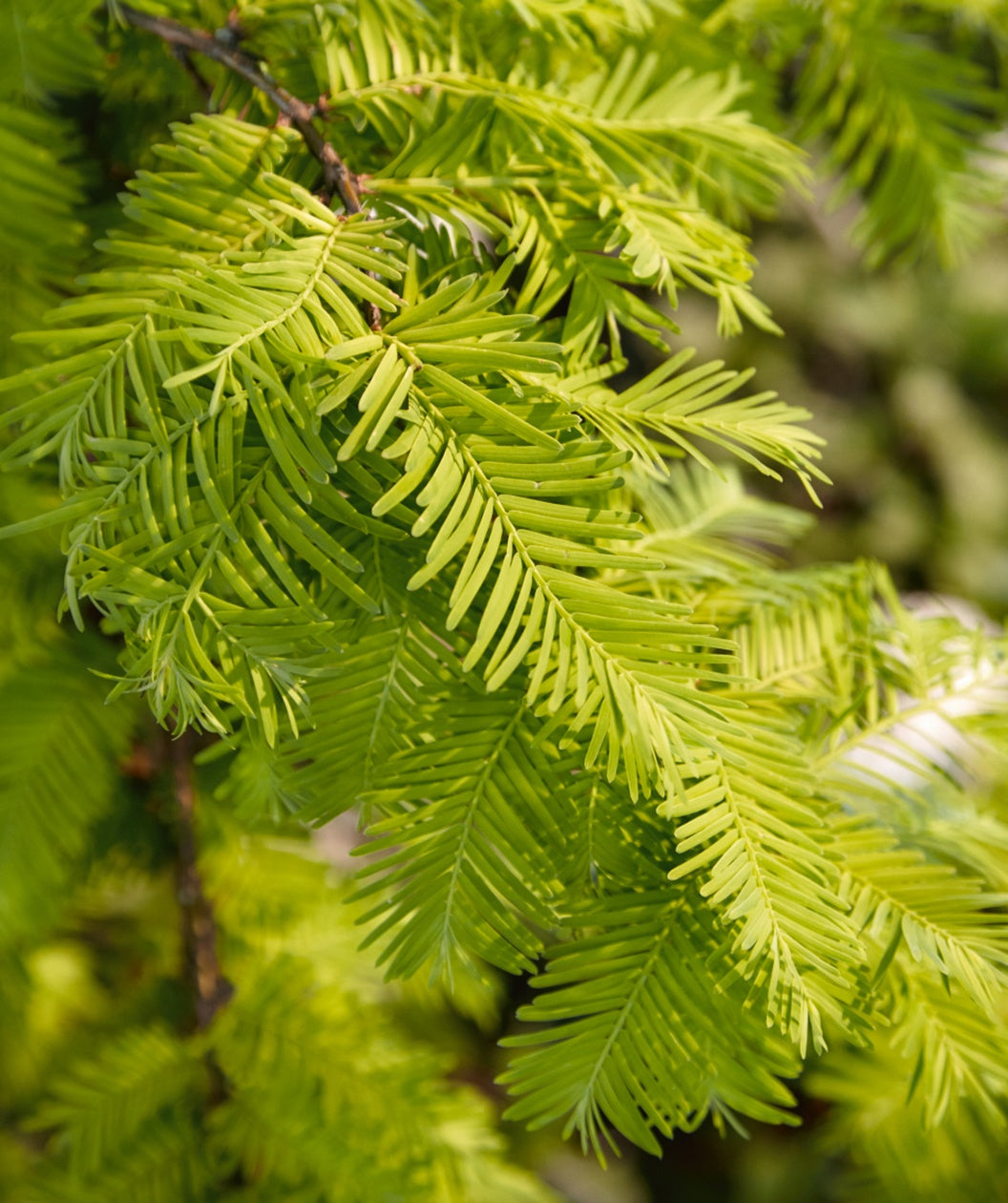 A close up of the bright yellow-green foliage of the Gold Rush Dawn Redwood