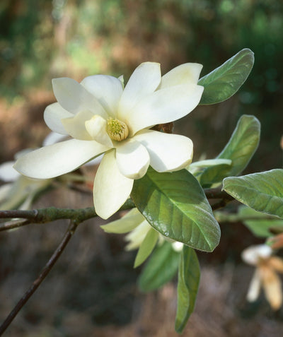A closeup of the creamy yellow, multi-petaled bloom belonging to the Gold Star Magnolia, planted in a landscape with its dark green leaves behind it