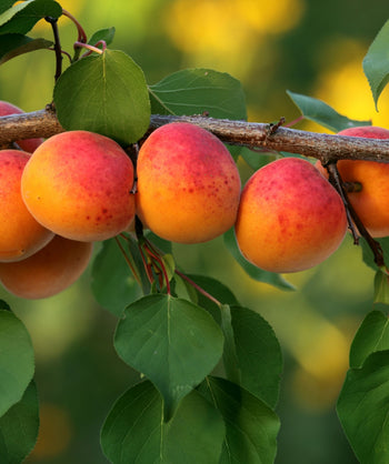 Close up of Goldbar Apricot, various round yellow-orange colored fruits with red blush growing on a tree with rounded green leaves that come to a point