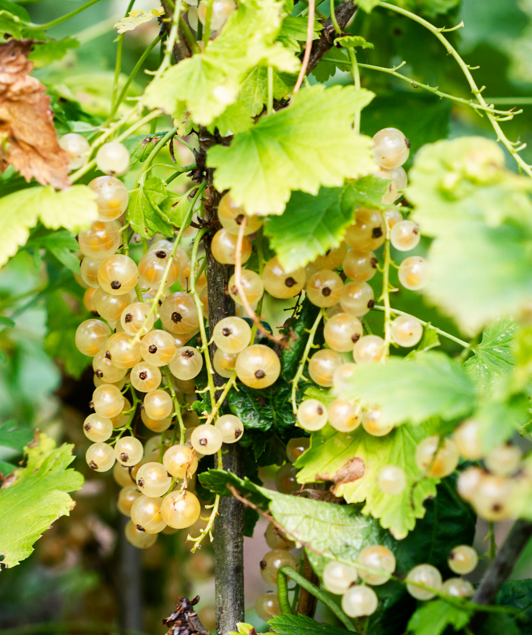 Audubon® Native Golden Currant Bower & Branch