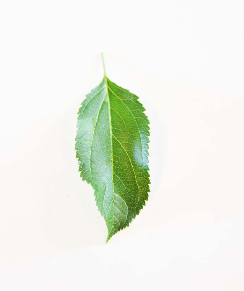 Golden Delicious Apple green leaf on white