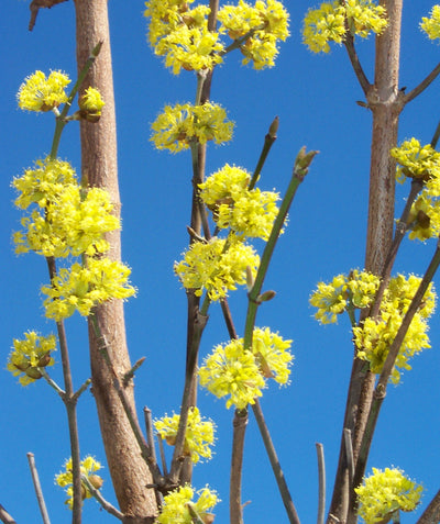 A closeup of the bright yellow blooms on the branches of the Golden Glory Cornelian Cherry Dogwood against a bright blue sky