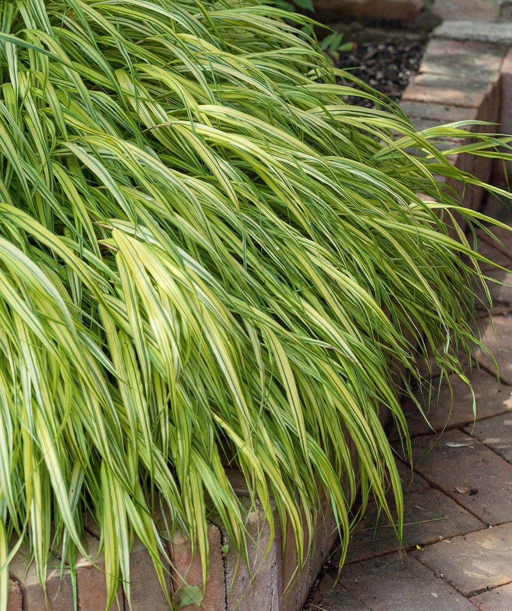 A closeup of the golden yellow and lime green variegated foliage belonging to the Golden Japanese Forest Grass, planted in a landscape with the foliage sort of weeping over the brick edging
