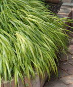 A closeup of the golden yellow and lime green variegated foliage belonging to the Golden Japanese Forest Grass, planted in a landscape with the foliage sort of weeping over the brick edging