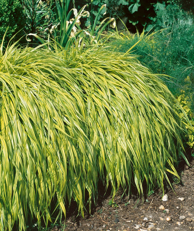 A closeup of the golden yellow and lime green variegated foliage belonging to the Golden Japanese Forest Grass, planted in a landscape