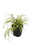 The Golden Japanese Forest Grass showing off its green and yellow variegated foliage in a black nursery pot on a white background
