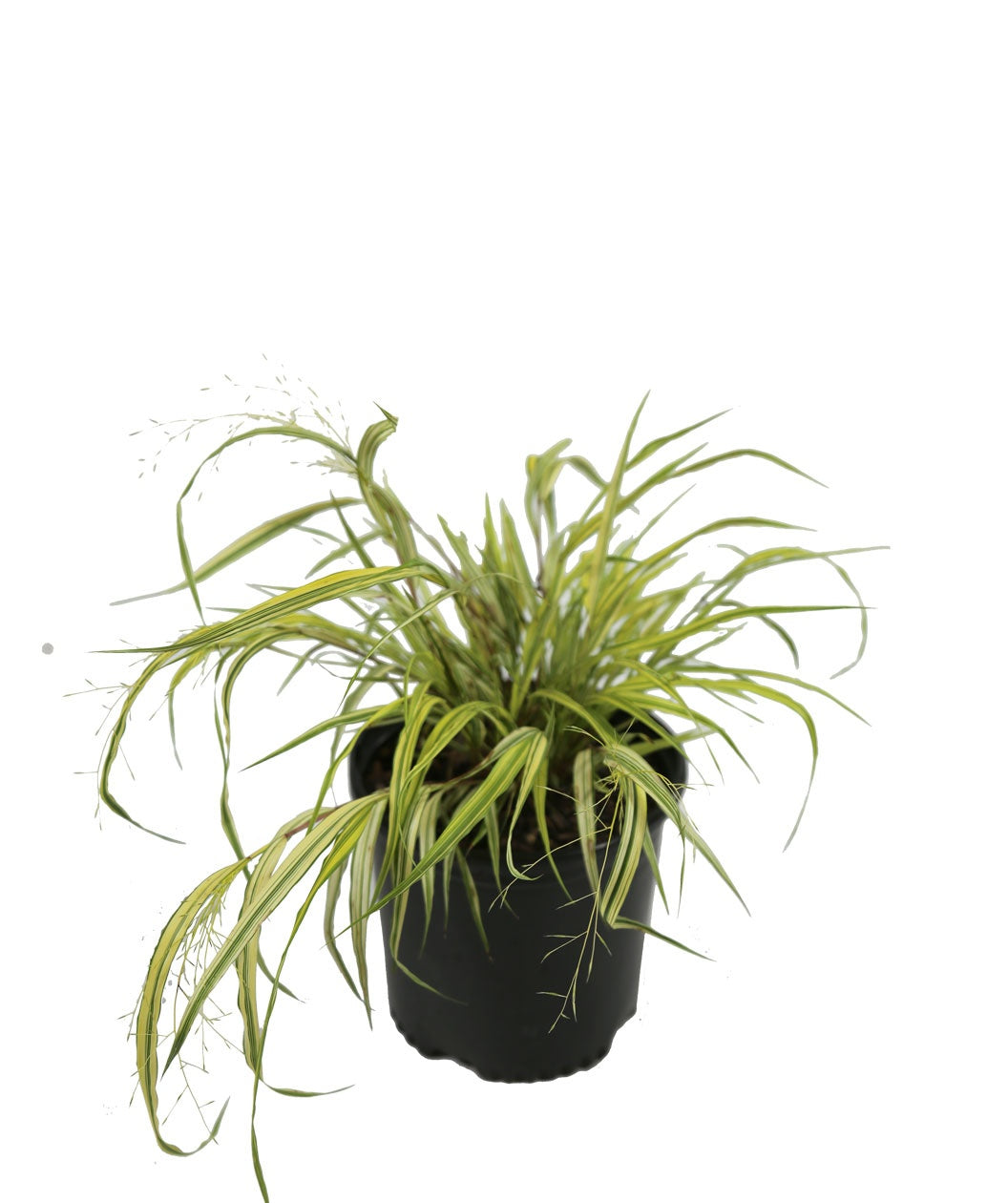 The Golden Japanese Forest Grass showing off its green and yellow variegated foliage in a black nursery pot on a white background