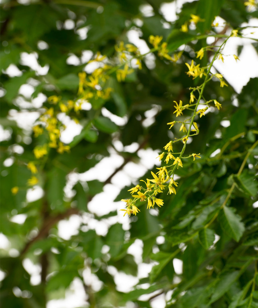 Close up of Golden Rain Tree flowers, long stem with small yellow flowers