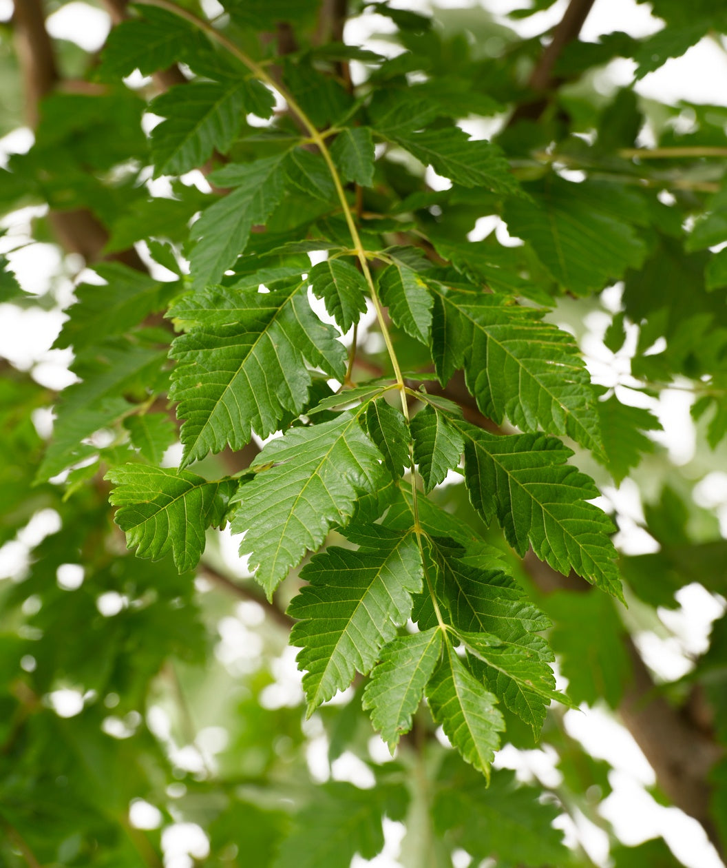 Close up of Golden Rain Tree leaves, green lightly lobed unique leaf