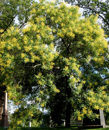 Golden Rain Tree planted in a landscape, yellow flowers emerging from green leaves