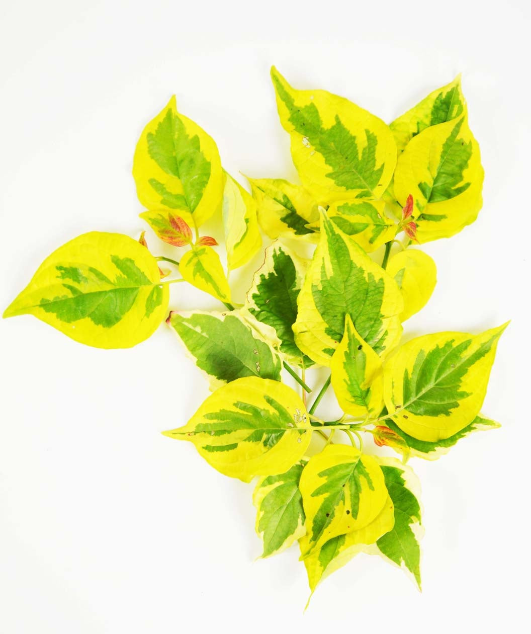 A closeup of the Golden Shadows Variegated Dogwood leaves, showing the bright yellow and lime green variegated foliage against a white background