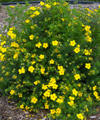 Goldfinger Potentilla planted in a landscape, small bright yellow flowers emerging from thin green foliage