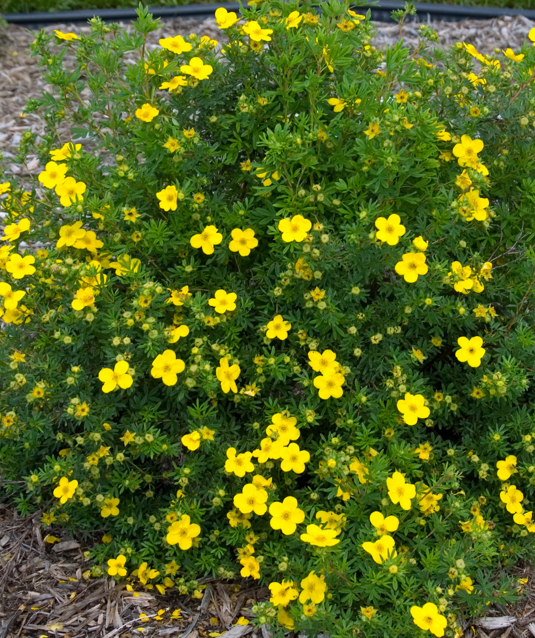 Goldfinger Potentilla planted in a landscape, small bright yellow flowers emerging from thin green foliage