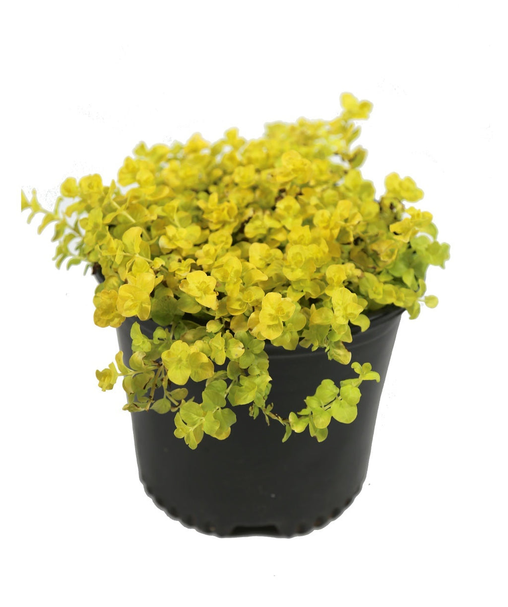 Goldi Creeping Jenny potted plant with yellow-green foliage spilling over container
