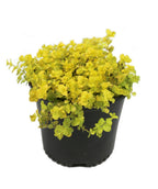 Goldi Creeping Jenny potted plant with yellow-green foliage spilling over container