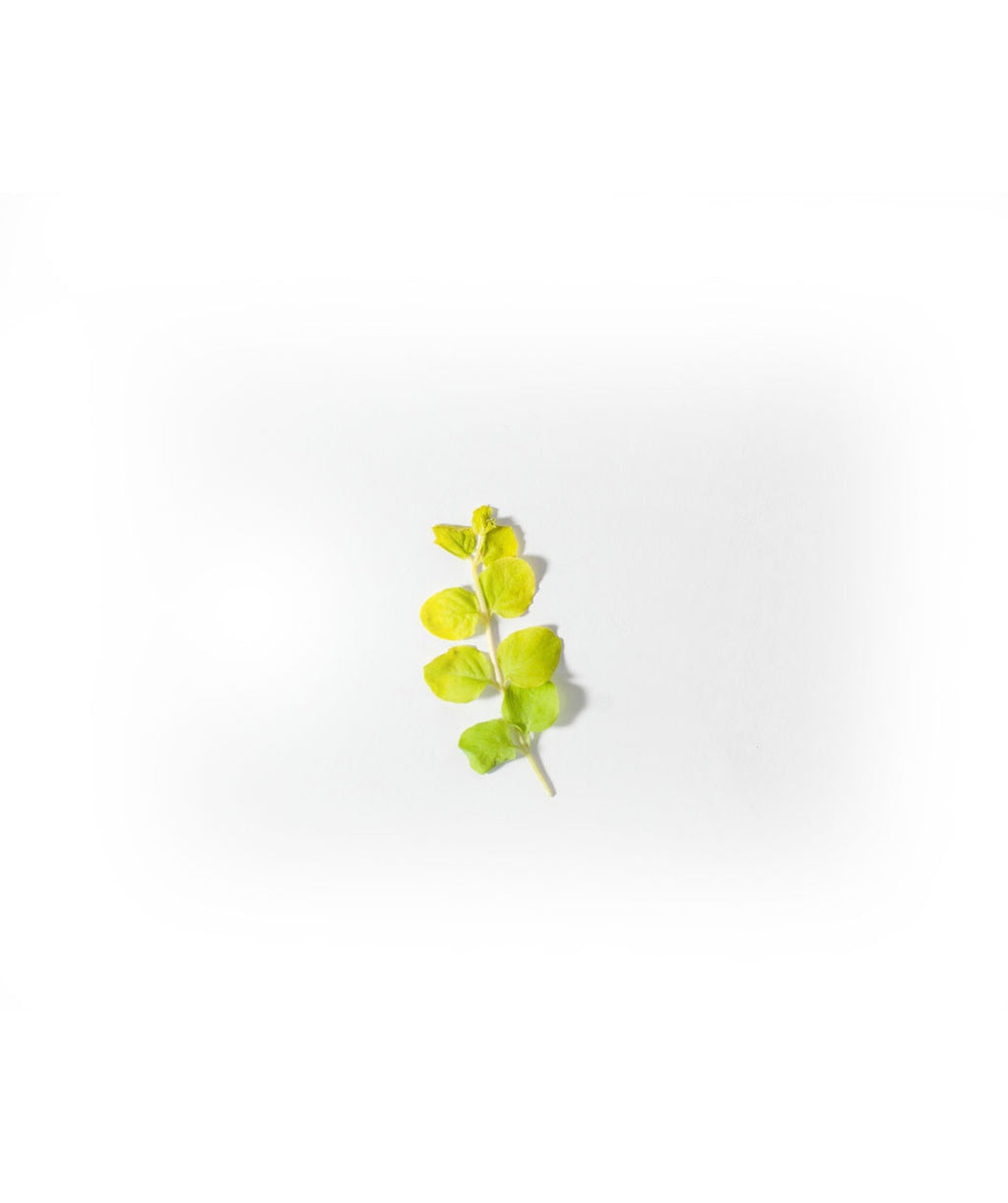 Goldi Creeping Jenny yellow rounded foliage on yellow stem