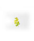 Goldi Creeping Jenny yellow rounded foliage on yellow stem