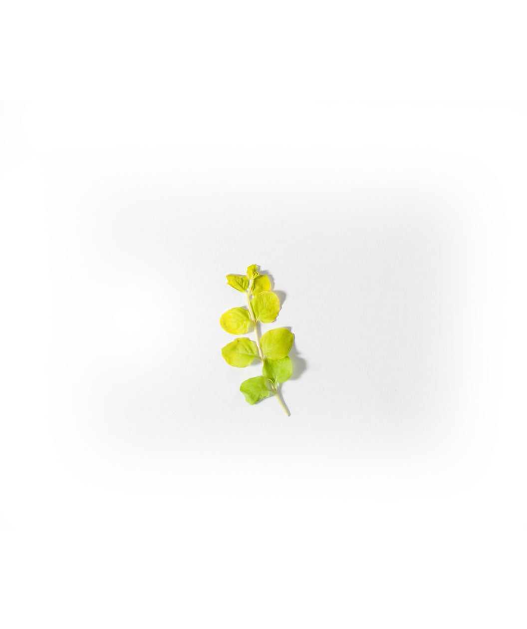 Goldi Creeping Jenny yellow rounded foliage on yellow stem