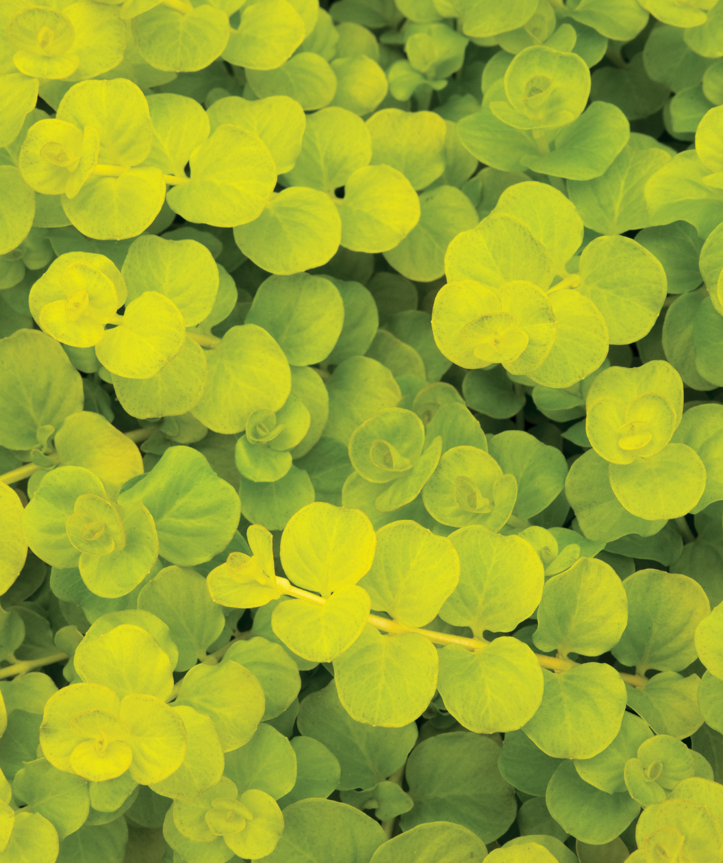 Goldi Creeping Jenny