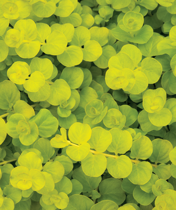 Goldi Creeping Jenny closeup of the rounded yellow-green leaves on bright yellow stems