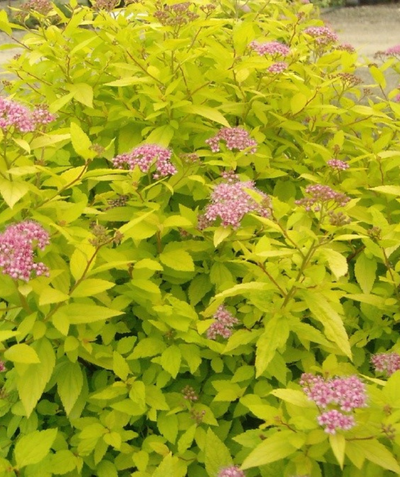 Goldmound Spirea, lush yellow-green leaves with several clusters of small pink flowers