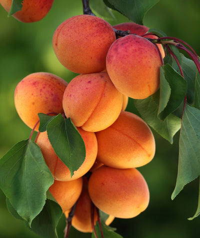 Close up of Goldstrike Apricot, various round orange fruit with red blush growing on a tree with green leaves