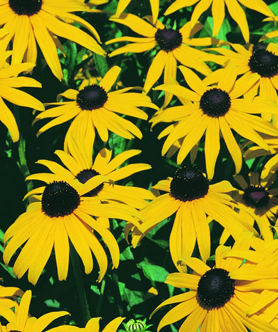 Close up of Goldstrum Black-Eyed Susan, Medium sized yellow flowers with black centers emerging from green foliage