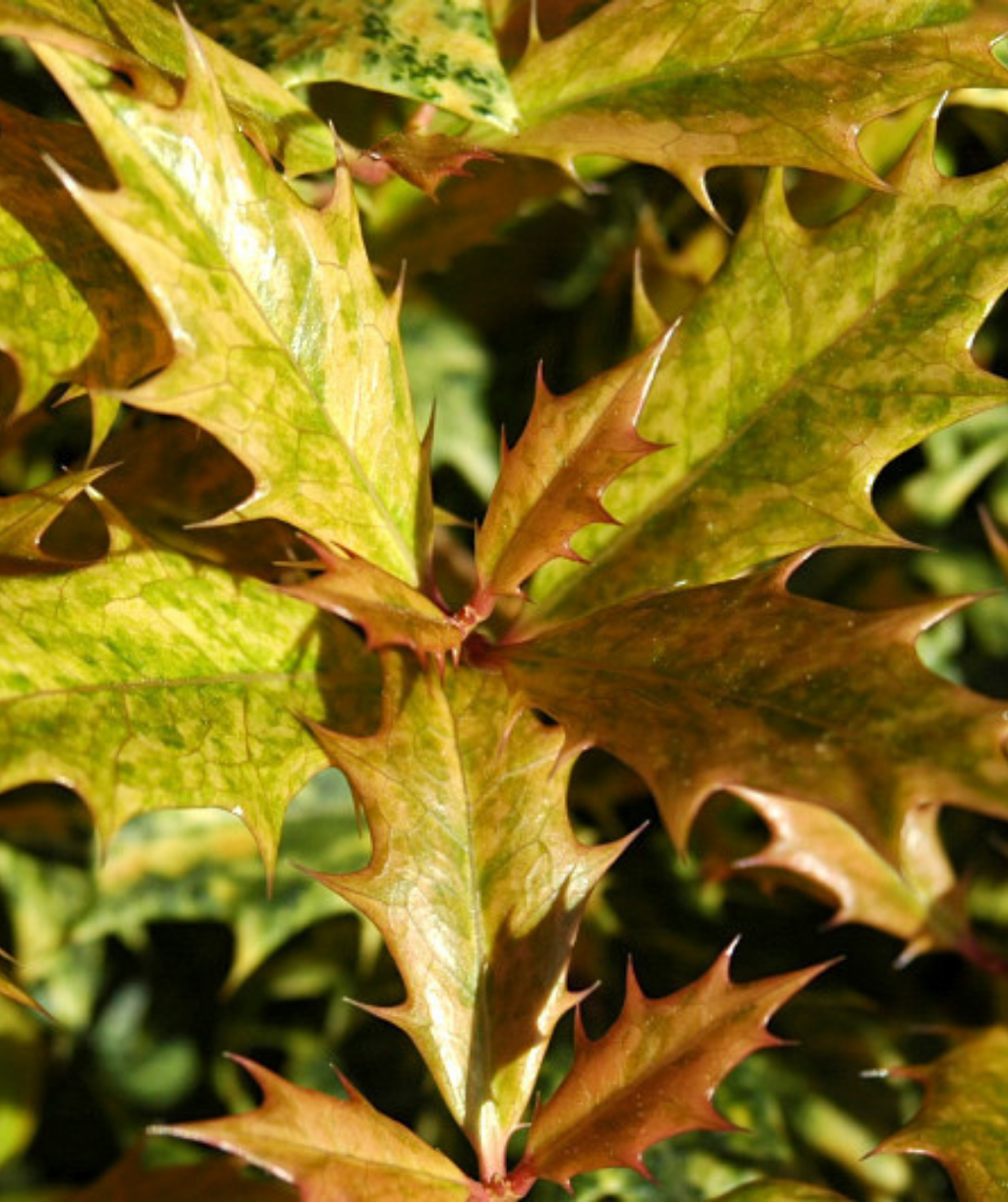 A closeup of the newly emerged foliage of the Goshiki Variegated False Holly, showing of the bronze and pink tones