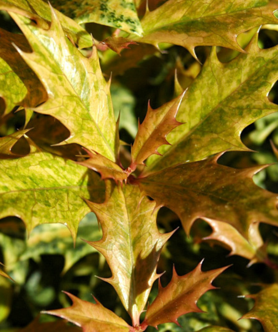 A closeup of the newly emerged foliage of the Goshiki Variegated False Holly, showing of the bronze and pink tones
