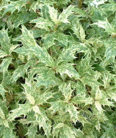 Goshiki Variegated False Holly green and cream foliage