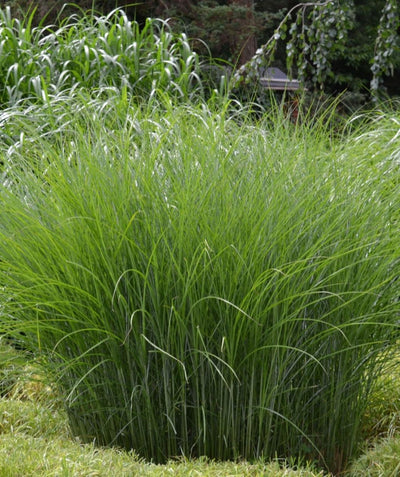 Gracillimus Maiden Grass planted in a landscape, long green ornamental grass