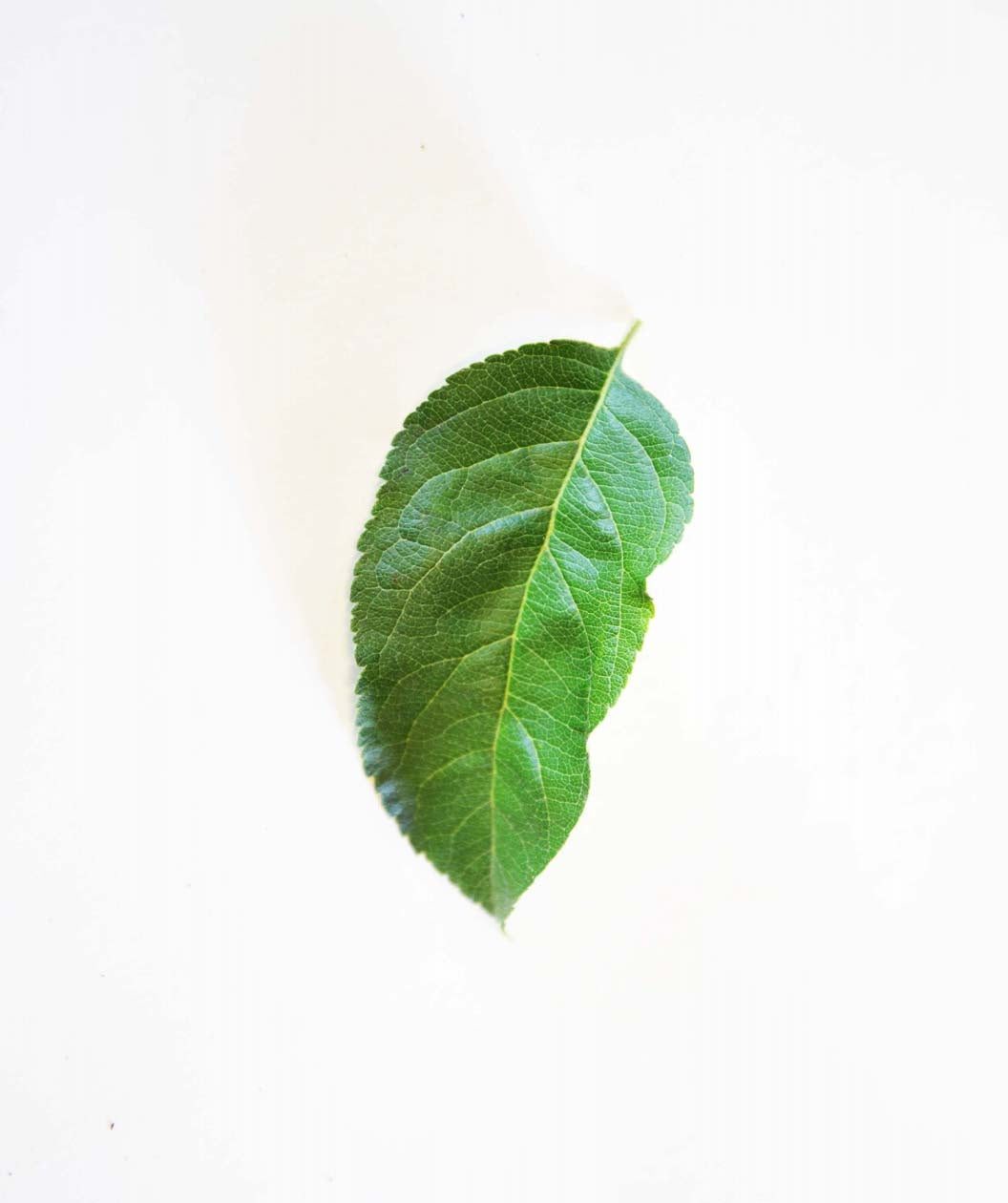 A single green, oval-shaped leaf of the Granny Smith Apple on a white background