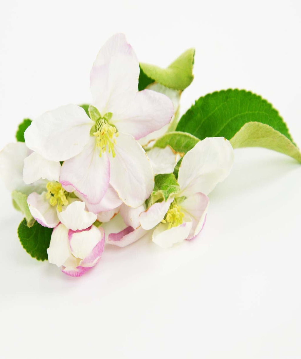 A closeup of the white to light pink flowers of the Granny Smith apple