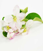 A closeup of the white to light pink flowers of the Granny Smith apple