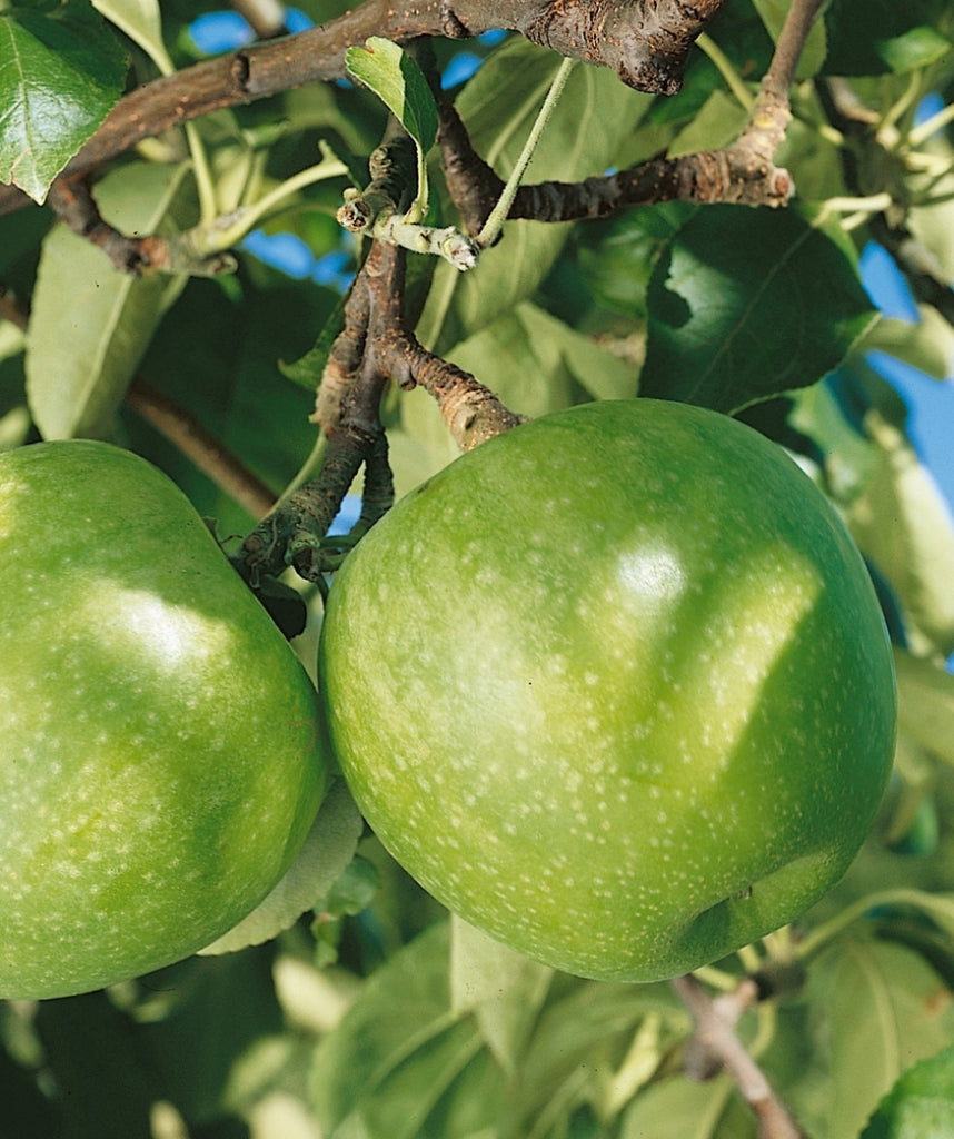 Granny Smith Apples - Organic Granny Smith Apples - Washington Fruit