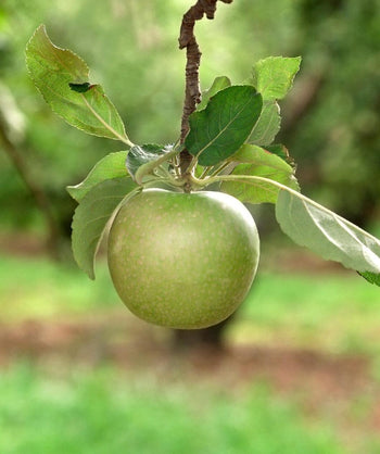Granny Smith Apple hanging from fruit apple tree