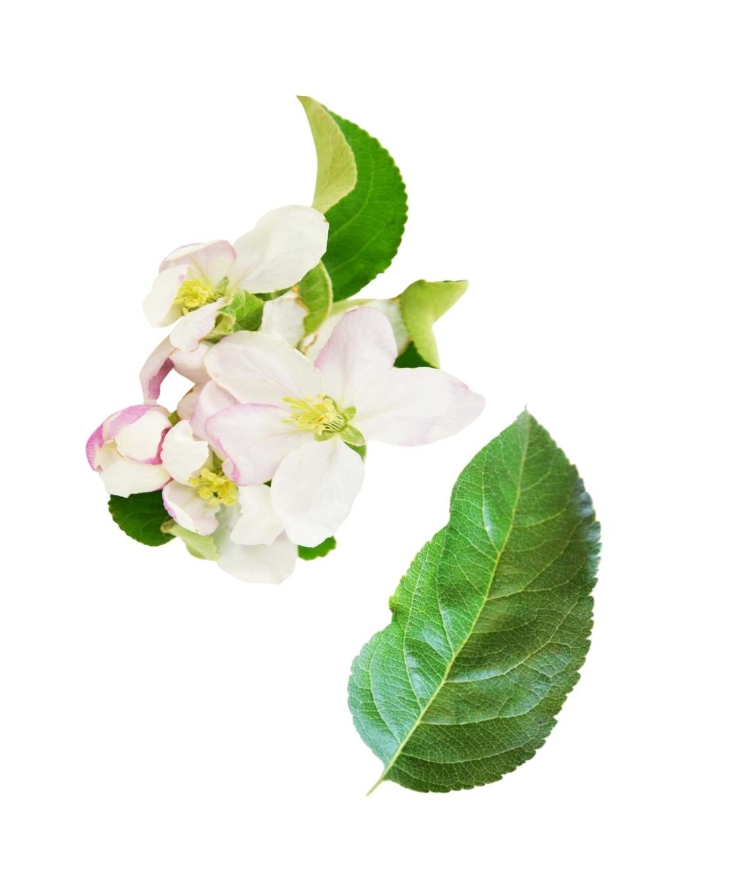 Granny Smith Apple tree flower and leaf