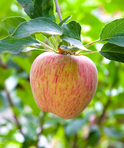 Close up of Gravenstein Apple, Round two-toned apple that is red and light green in color growing on a tree with green conical shaped foliage