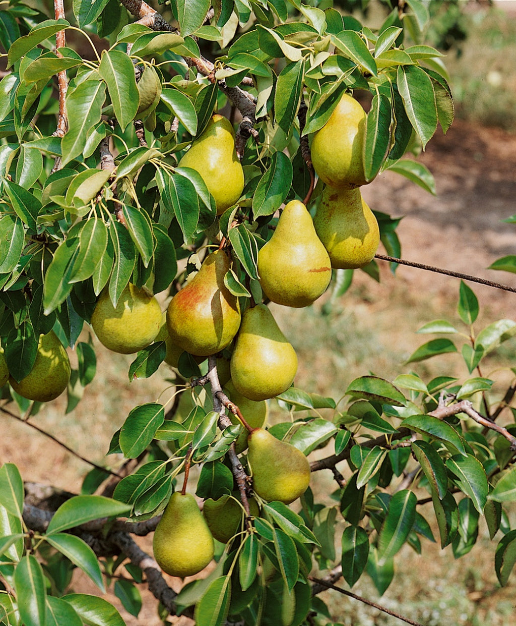 Green Bartlett European Pear green fruits hanging on tree