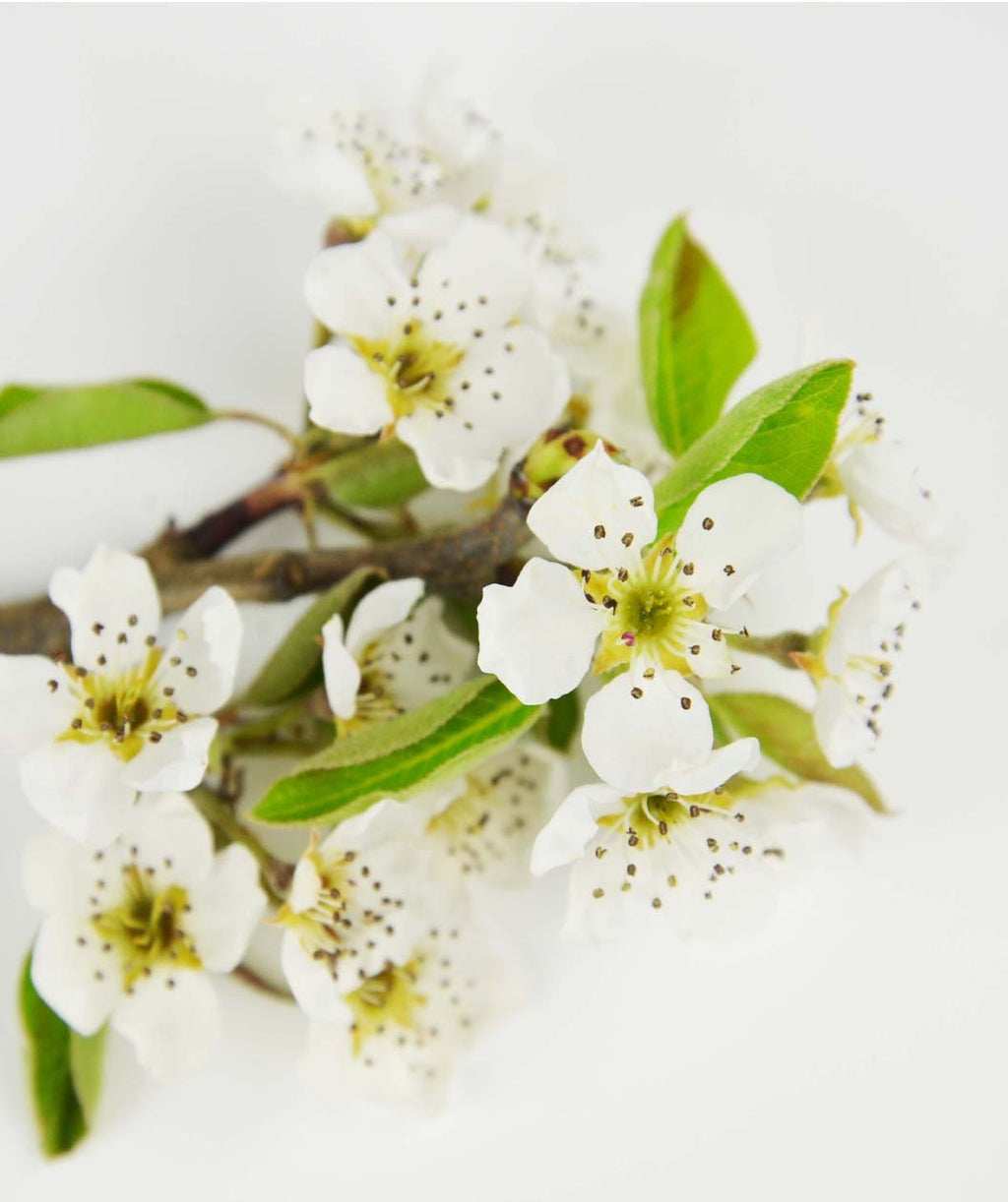 Green Bartlett European Pear white flowers on white