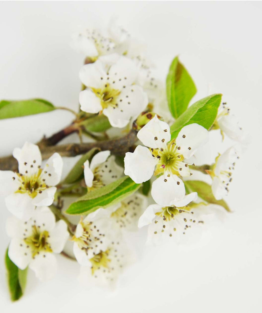 Green Bartlett European Pear white flowers on white