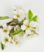 Green Bartlett European Pear white flowers on white