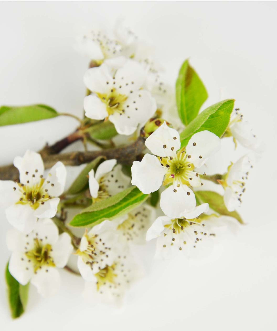 Green Bartlett European Pear white flowers on white