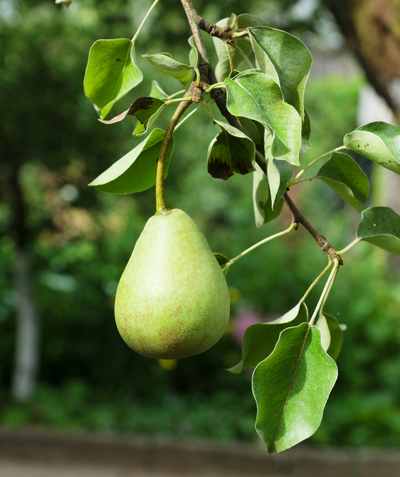 Close up of Green D'Anjou Pear, single green pear growing on a tree with conical shaped green leaves