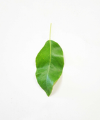 Green D'Anjou European Pear green leaf on white