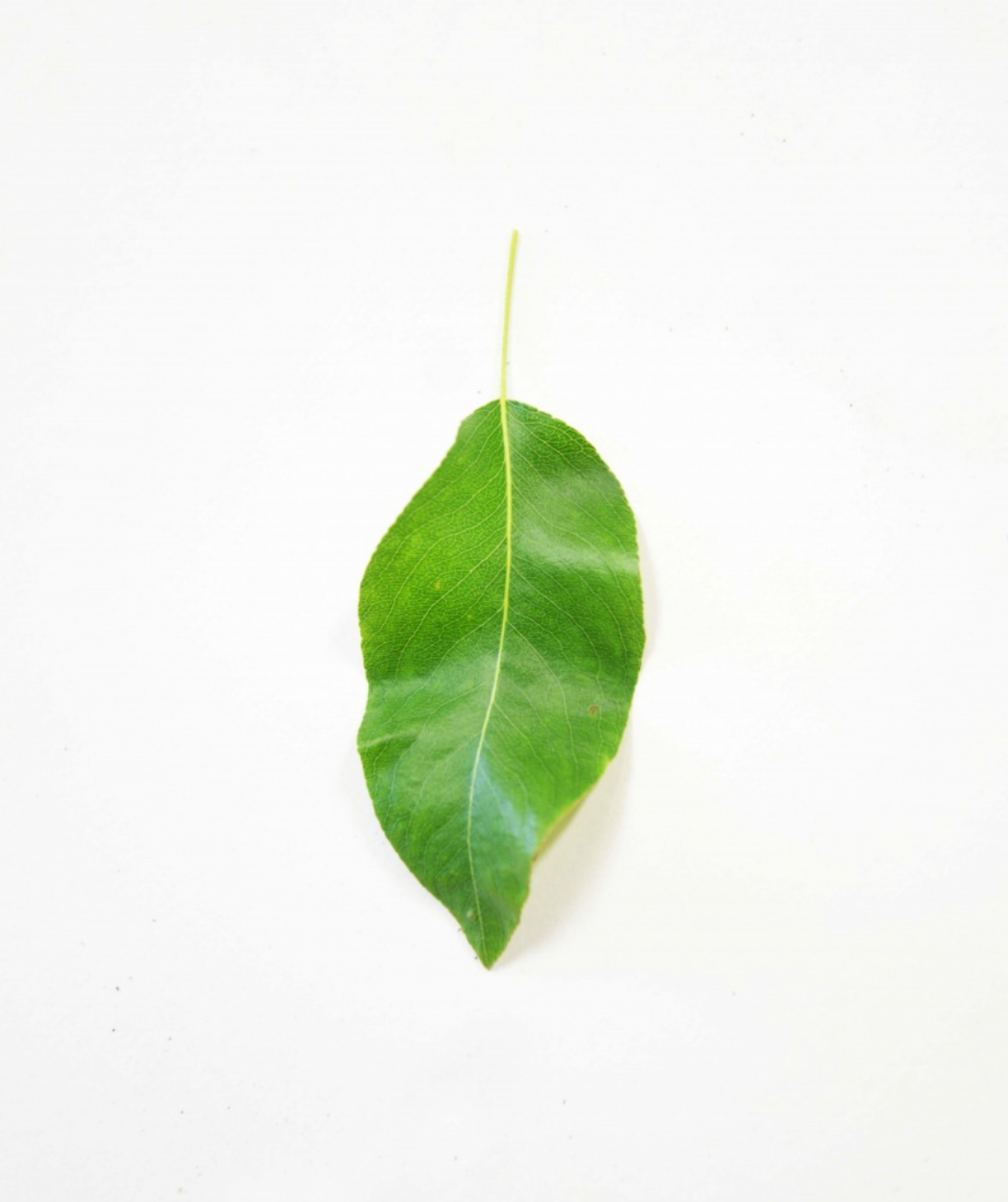 Green D'Anjou European Pear green leaf on white